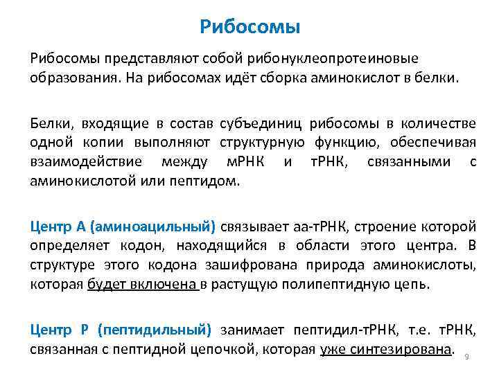 Рибосомы представляют собой рибонуклеопротеиновые образования. На рибосомах идёт сборка аминокислот в белки. Белки, входящие