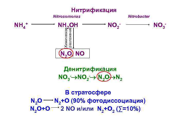 Нитрификация Nitrosomonas NH 2 OH Химическое разложение NH 4+ Nitrobacter NO 2 - N