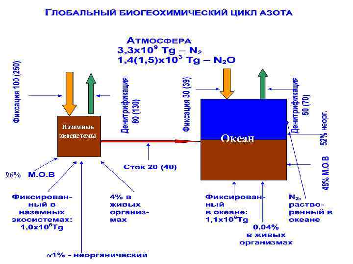 Наземные экосистемы 96% Океан 