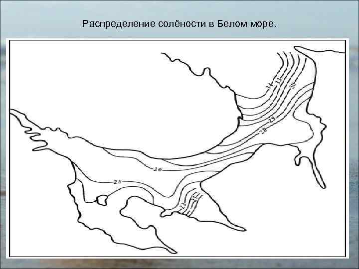 Распределение солёности в Белом море. 