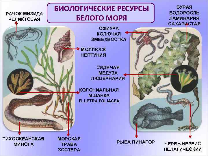 РАЧОК МИЗИДА РЕЛИКТОВАЯ БИОЛОГИЧЕСКИЕ РЕСУРСЫ БЕЛОГО МОРЯ ОФИУРА КОЛЮЧАЯ ЗМЕЕХВОСТКА БУРАЯ ВОДОРОСЛЬ ЛАМИНАРИЯ САХАРИСТАЯ