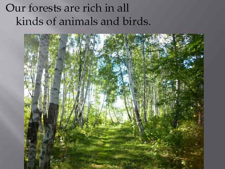 Our forests are rich in all kinds of animals and birds. 