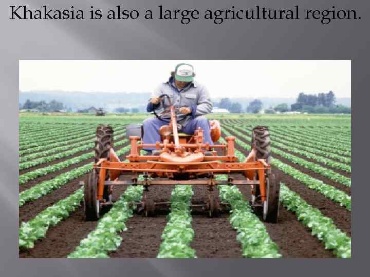 Khakasia is also a large agricultural region. 