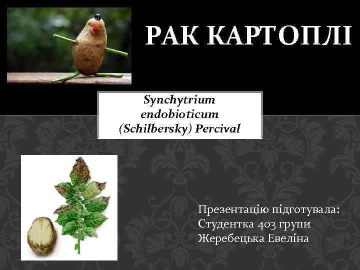  Synchytrium Endobioticum Schilbersky Percival 