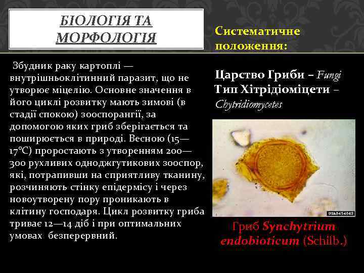 БІОЛОГІЯ ТА МОРФОЛОГІЯ Збудник раку картоплі — внутрішньоклітинний паразит, що не утворює міцелію. Основне