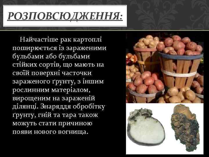 РОЗПОВСЮДЖЕННЯ: Найчастіше рак картоплі поширюється із зараженими бульбами або бульбами стійких сортів, що мають