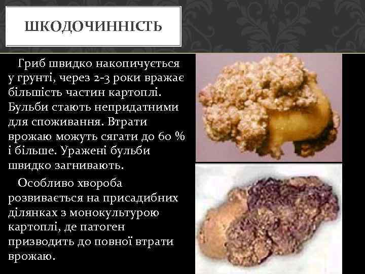 ШКОДОЧИННІСТЬ Гриб швидко накопичується у грунті, через 2 -3 роки вражає більшість частин картоплі.