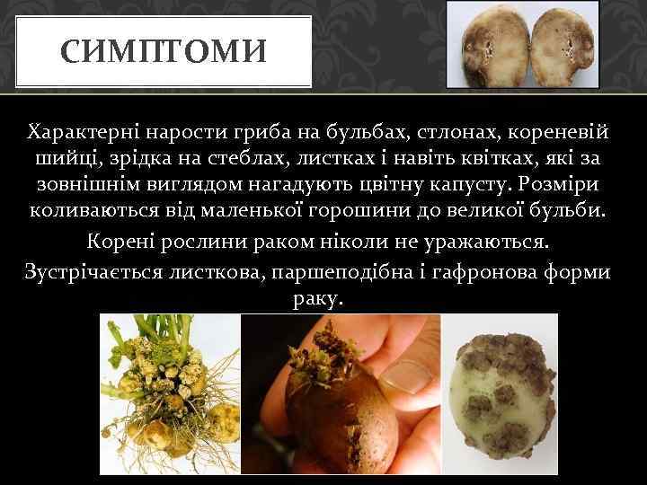 СИМПТОМИ Характерні нарости гриба на бульбах, стлонах, кореневій шийці, зрідка на стеблах, листках і