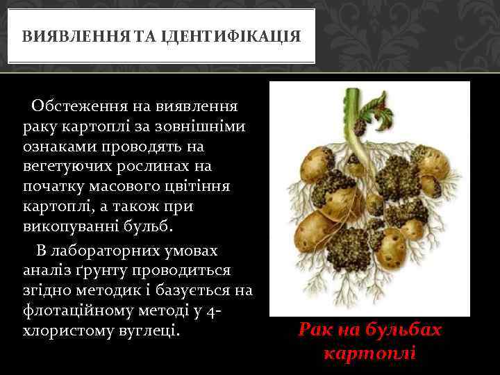 ВИЯВЛЕННЯ ТА ІДЕНТИФІКАЦІЯ Обстеження на виявлення раку картоплі за зовнішніми ознаками проводять на вегетуючих