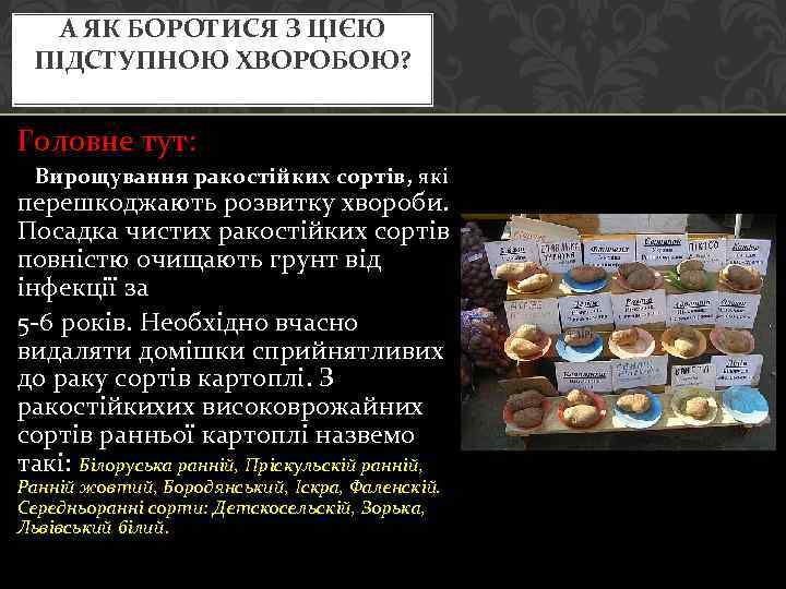 А ЯК БОРОТИСЯ З ЦІЄЮ ПІДСТУПНОЮ ХВОРОБОЮ? Головне тут: Вирощування ракостійких сортів, які перешкоджають
