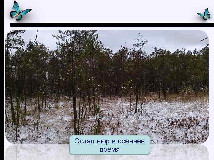 Остап нюр в зимнее время Остап нюр в осеннее время www. Presentation. Pro. com