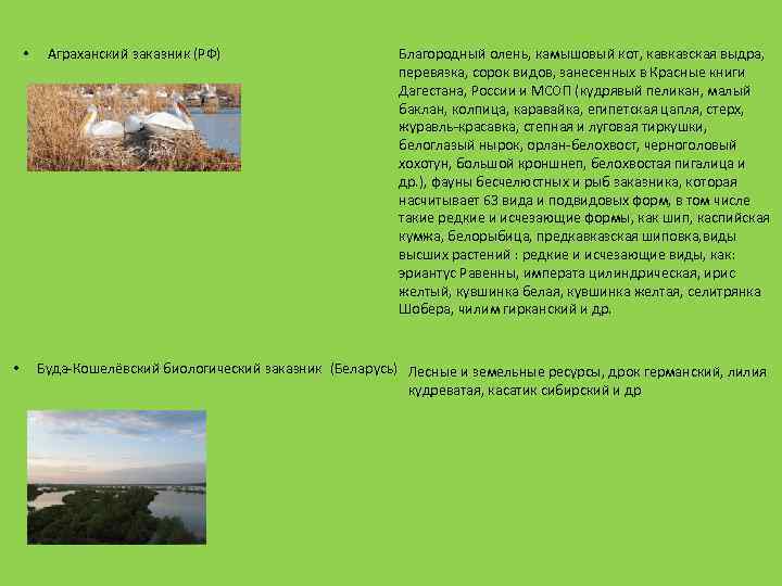  • • Аграханский заказник (РФ) Благородный олень, камышовый кот, кавказская выдра, перевязка, сорок