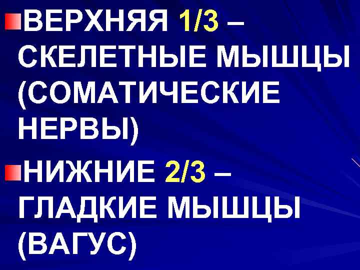 ВЕРХНЯЯ 1/3 – СКЕЛЕТНЫЕ МЫШЦЫ (СОМАТИЧЕСКИЕ НЕРВЫ) НИЖНИЕ 2/3 – ГЛАДКИЕ МЫШЦЫ (ВАГУС) 