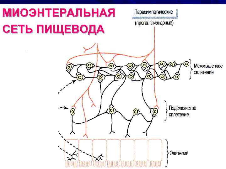 МИОЭНТЕРАЛЬНАЯ СЕТЬ ПИЩЕВОДА 