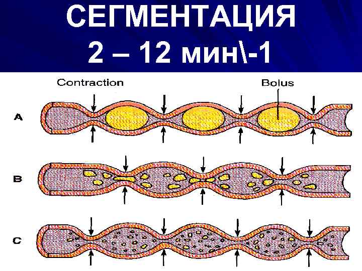 СЕГМЕНТАЦИЯ 2 – 12 мин-1 