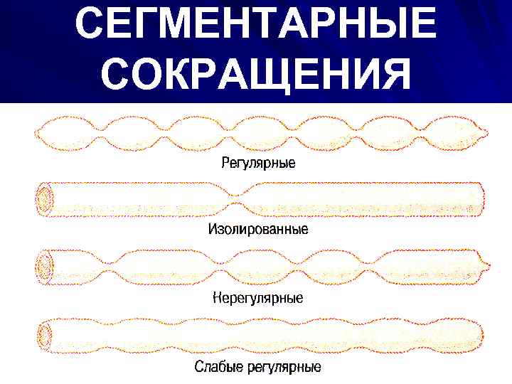 СЕГМЕНТАРНЫЕ СОКРАЩЕНИЯ 