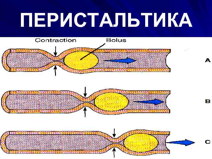 ПЕРИСТАЛЬТИКА 