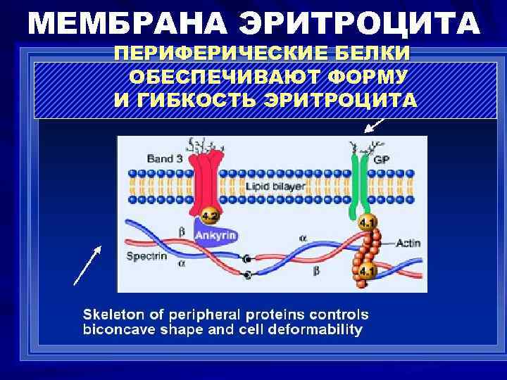 Физиология эритроцитов презентация