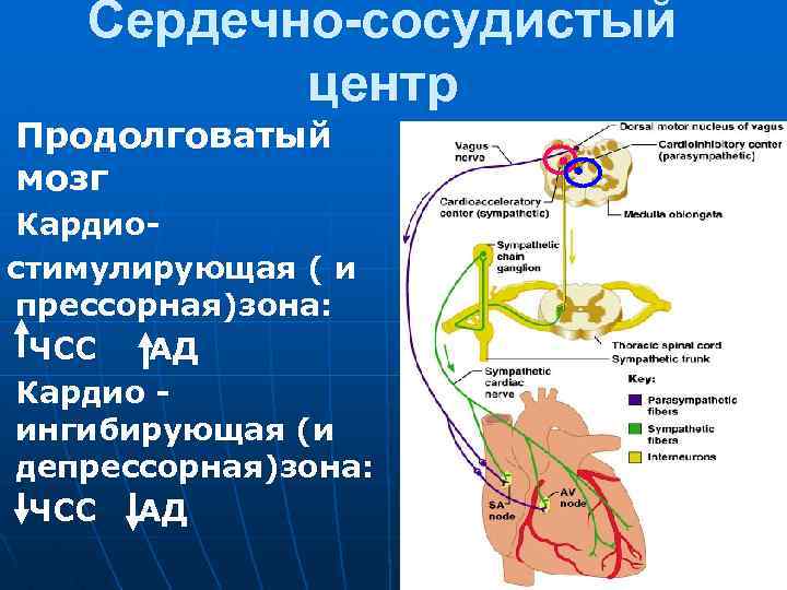 n Сердечно-сосудистый центр Продолговатый мозг Кардиостимулирующая ( и прессорная)зона: ЧСС АД n Кардио ингибирующая