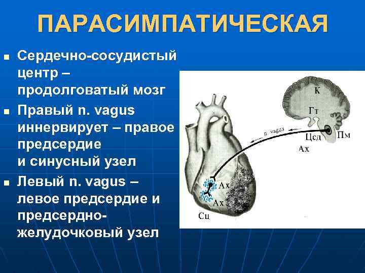 ПАРАСИМПАТИЧЕСКАЯ n n n Сердечно-сосудистый центр – продолговатый мозг Правый n. vagus иннервирует –