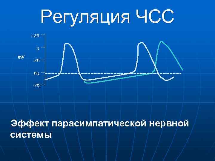 Регуляция ЧСС +25 0 m. V -25 -50 -75 Эффект парасимпатической нервной системы 