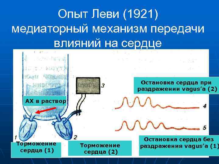 Опыт Леви (1921) медиаторный механизм передачи влияний на сердце Остановка сердца при раздражении vagus’a