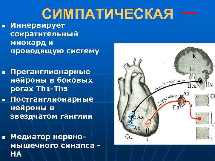 СИМПАТИЧЕСКАЯ n n Иннервирует сократительный миокард и проводящую систему Преганглионарные нейроны в боковых рогах