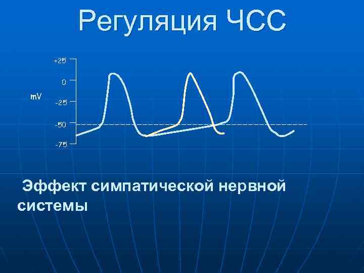 Регуляция ЧСС +25 0 m. V -25 -50 -75 Эффект симпатической нервной системы 