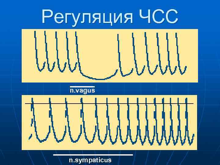 Регуляция ЧСС n. vagus n. sympaticus 