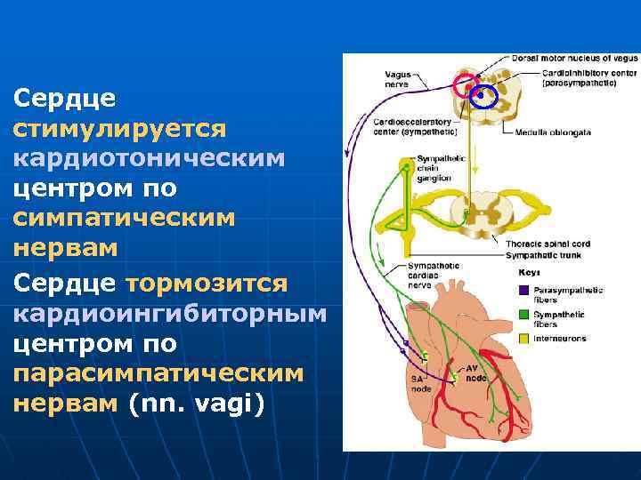 n n Сердце стимулируется кардиотоническим центром по симпатическим нервам Сердце тормозится кардиоингибиторным центром по