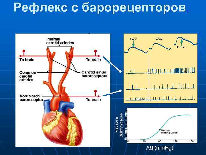 Рефлекс с барорецепторов. Частота импульсации барорецкпторов MAP = CO x TPR АД (mm. Hg)