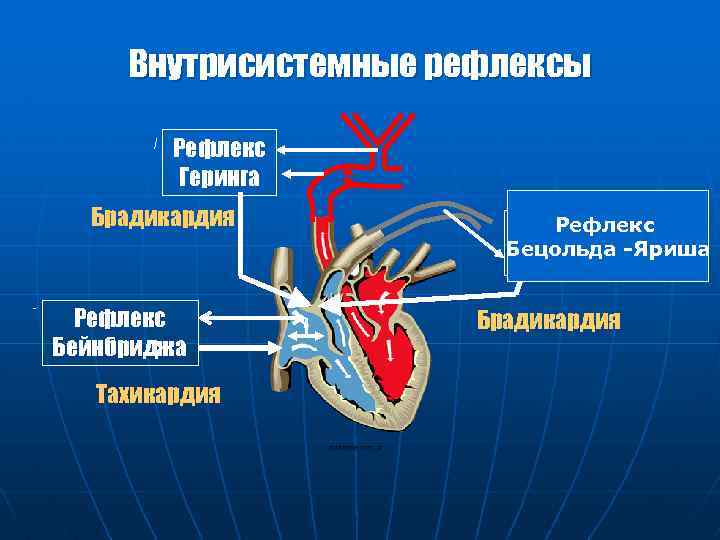 Внутрисистемные рефлексы Рефлекс Геринга Брадикардия Рефлекс Бейнбриджа Тахикардия Рефлекс Бецольда -Яриша Парина Брадикардия 