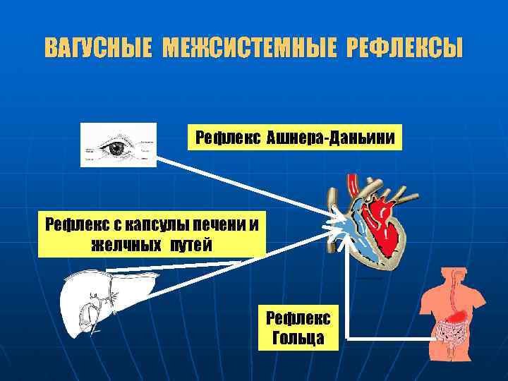 ВАГУСНЫЕ МЕЖСИСТЕМНЫЕ РЕФЛЕКСЫ Рефлекс Ашнера-Даньини Рефлекс с капсулы печени и желчных путей Рефлекс Гольца