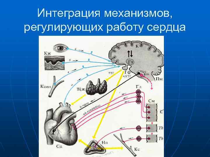 Интеграция механизмов, регулирующих работу сердца 