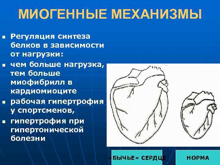 МИОГЕННЫЕ МЕХАНИЗМЫ n n Регуляция синтеза белков в зависимости от нагрузки: чем больше нагрузка,