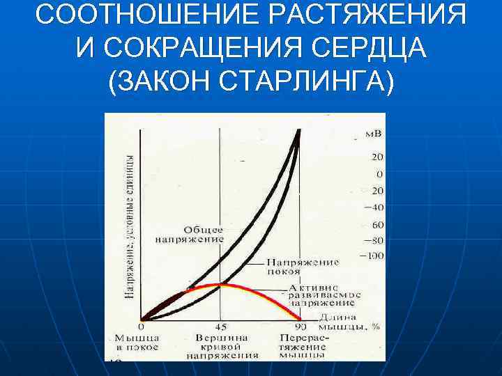 СООТНОШЕНИЕ РАСТЯЖЕНИЯ И СОКРАЩЕНИЯ СЕРДЦА (ЗАКОН СТАРЛИНГА) 