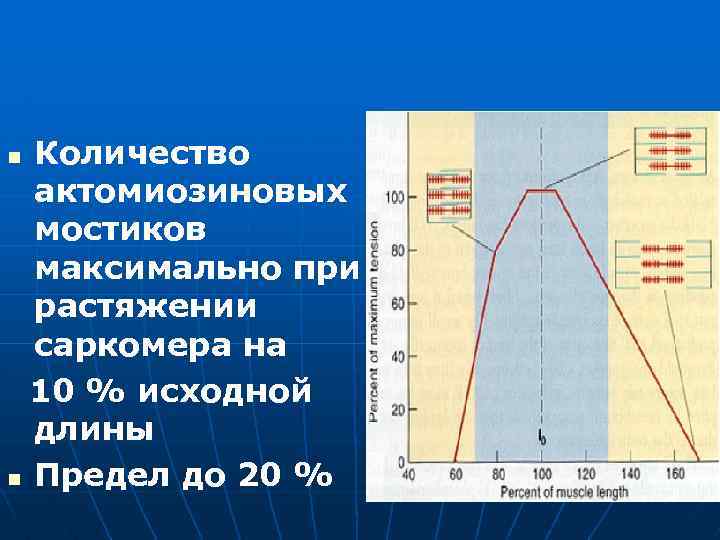 Количество актомиозиновых мостиков максимально при растяжении саркомера на 10 % исходной длины n Предел