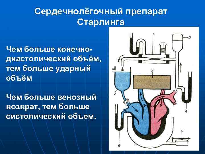 Сердечнолёгочный препарат Старлинга Чем больше конечнодиастолический объём, тем больше ударный объём Чем больше венозный