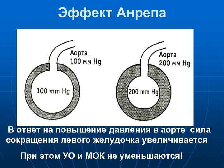 Эффект Анрепа В ответ на повышение давления в аорте сила сокращения левого желудочка увеличивается