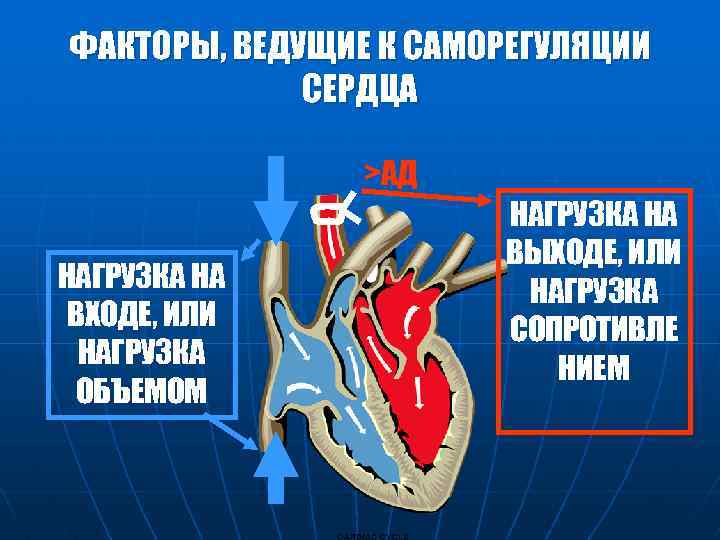 ФАКТОРЫ, ВЕДУЩИЕ К САМОРЕГУЛЯЦИИ СЕРДЦА >АД НАГРУЗКА НА ВХОДЕ, ИЛИ НАГРУЗКА ОБЪЕМОМ НАГРУЗКА НА