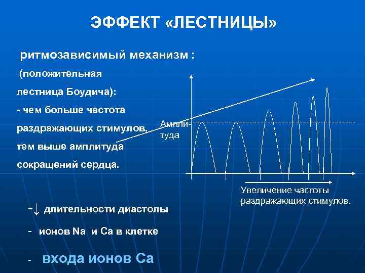 ЭФФЕКТ «ЛЕСТНИЦЫ» ритмозависимый механизм : (положительная лестница Боудича): - чем больше частота раздражающих стимулов,