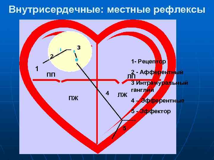 Внутрисердечные: местные рефлексы 3 3 2 1 1 - Рецептор ПП ПЖ 4 ЛЖ