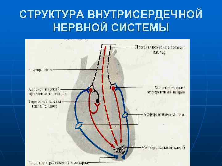 СТРУКТУРА ВНУТРИСЕРДЕЧНОЙ НЕРВНОЙ СИСТЕМЫ 