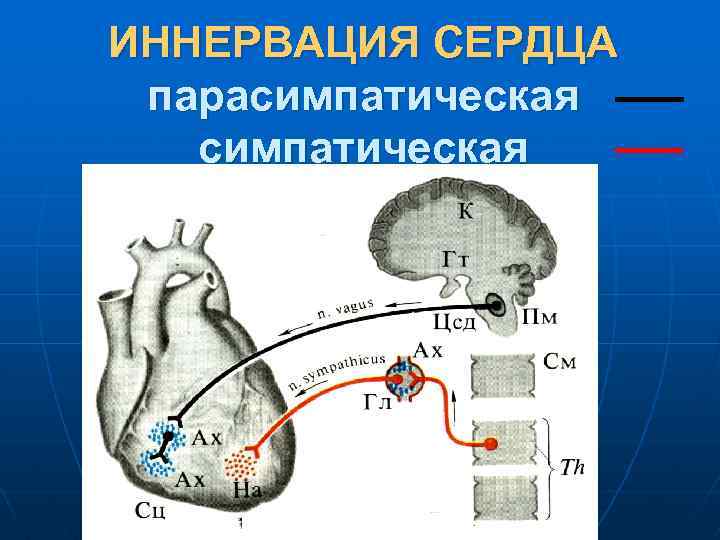 ИННЕРВАЦИЯ СЕРДЦА парасимпатическая 