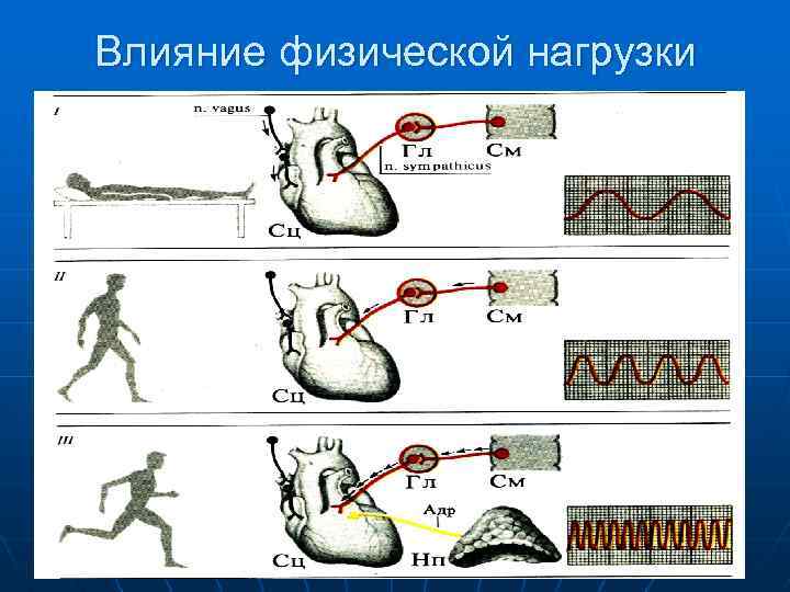 Влияние физической нагрузки 