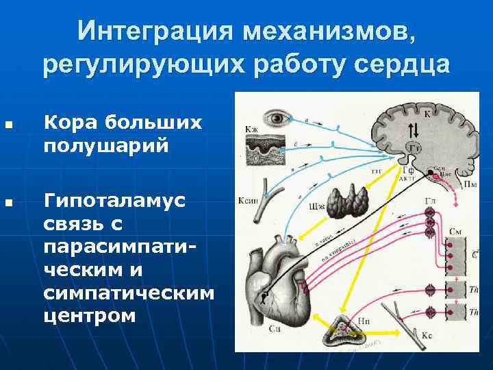 Интеграция механизмов, регулирующих работу сердца n n Кора больших полушарий Гипоталамус связь с парасимпатическим