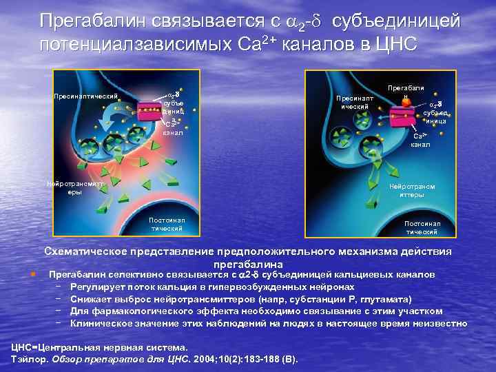 Прегабалин связывается с 2 - субъединицей потенциалзависимых Ca 2+ каналов в ЦНС Пресинаптический α