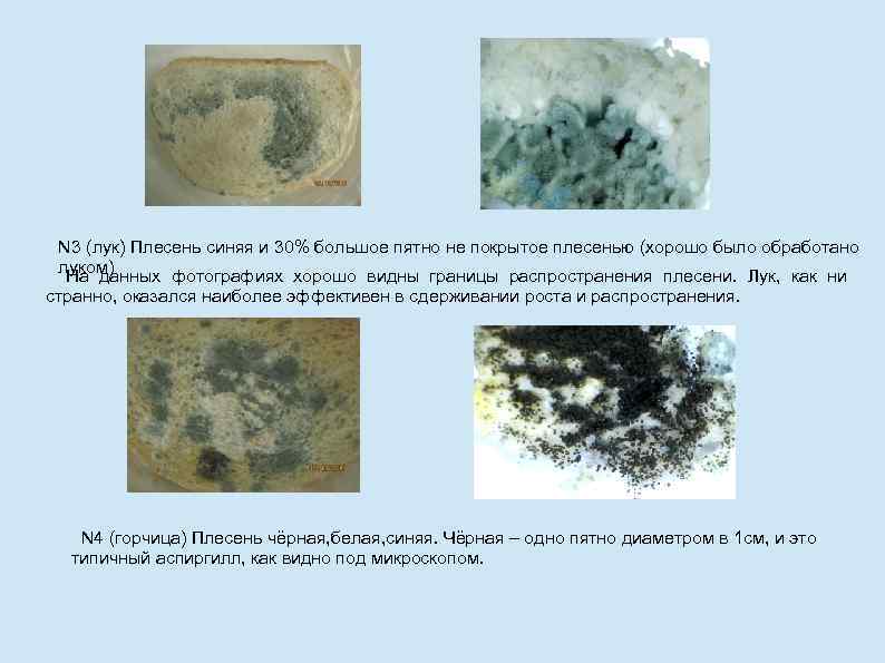 N 3 (лук) Плесень синяя и 30% большое пятно не покрытое плесенью (хорошо было