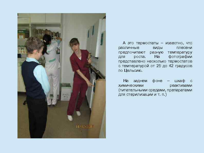 А это термостаты – известно, что различные виды плесени предпочитают разную температуру для роста.