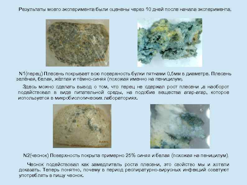 Результаты моего эксперимента были оценены через 10 дней после начала эксперимента. N 1(перец) Плесень